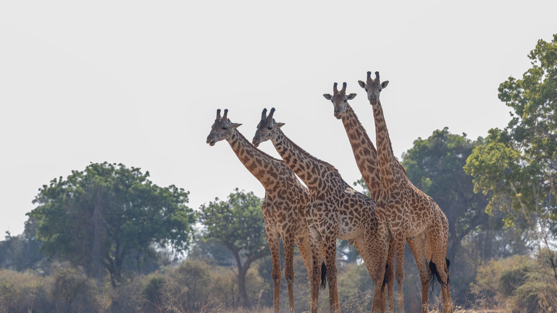 Vier Giraffen im Ruaha Nationalpark