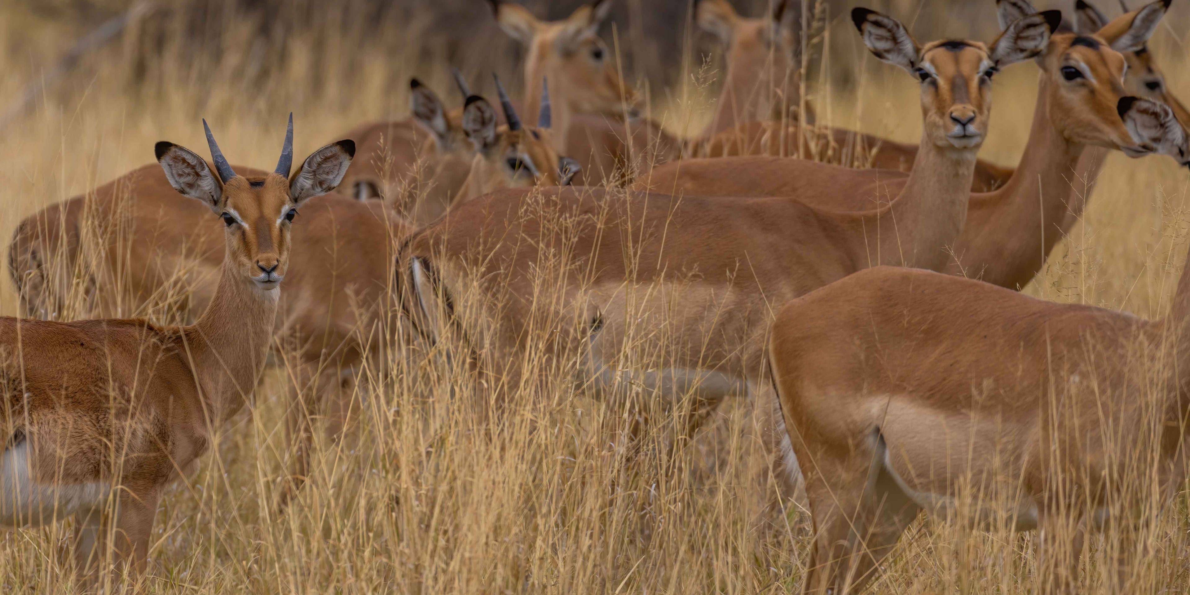 natur-und-rangerkurs-botswana-afrika-san-survival-skills-tracking-impalas-natucate
