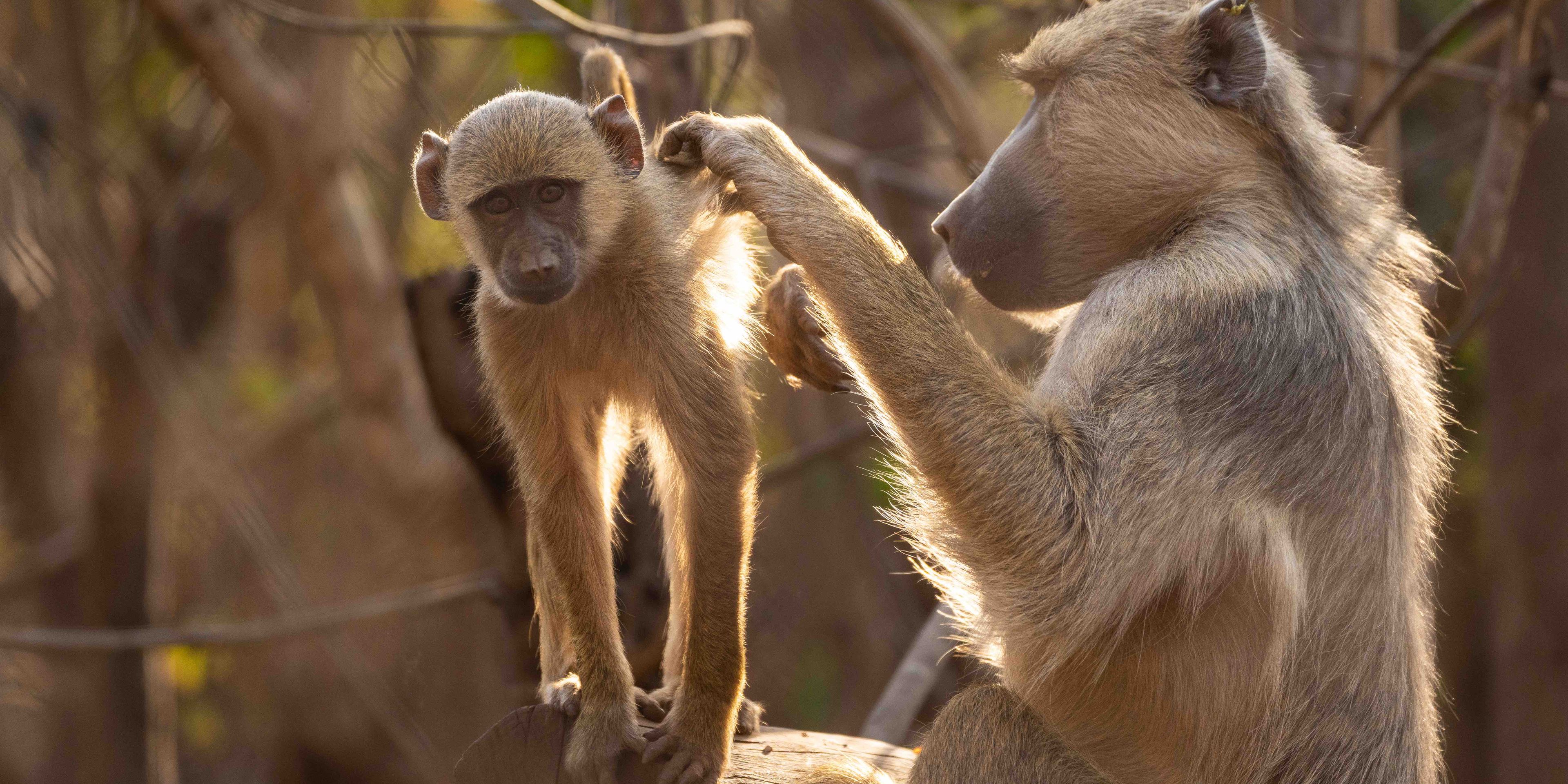 volunteering-malawi-sanctuary-yellow-baboons-grooming