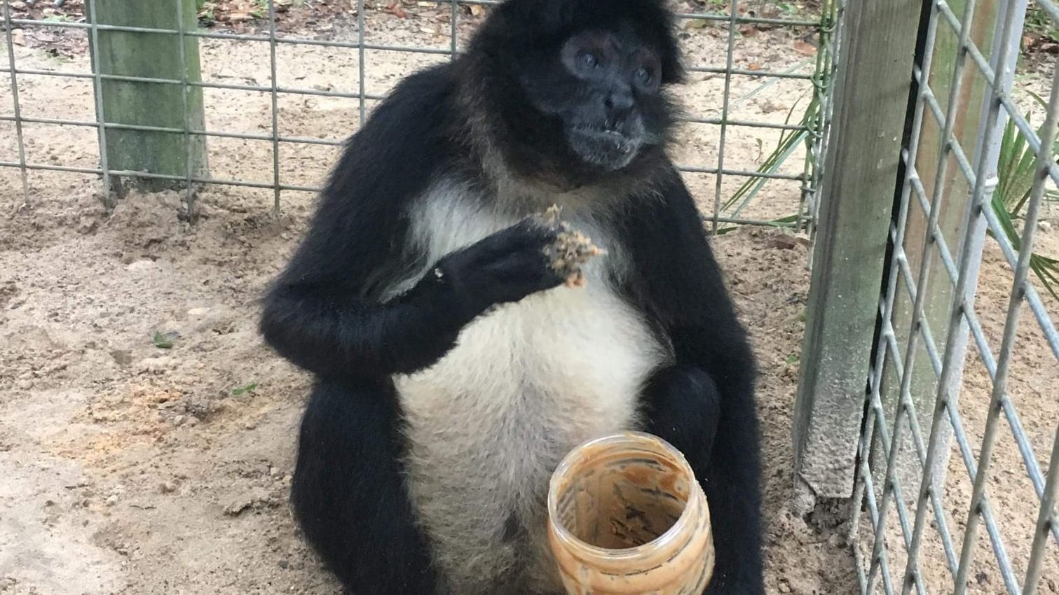 erfahrungsbericht-usa-florida-wildlife-vor-ort-tierschutz-tier-natucate