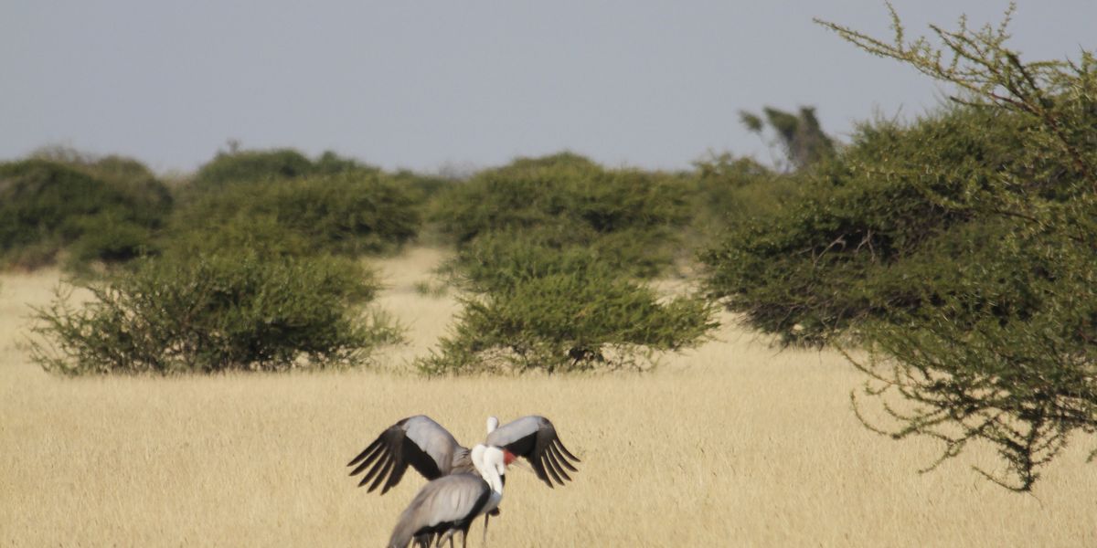 safari-botswana-kalahari-trifft-khwai-klunkerkrannich