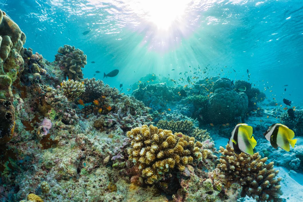 Korallenriffe mit Fischen