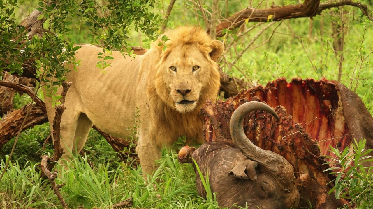 freiwilligenarbeit-suedafrika-erfahrungsbericht-kundenfotos-artenschutz-loewe-natucate