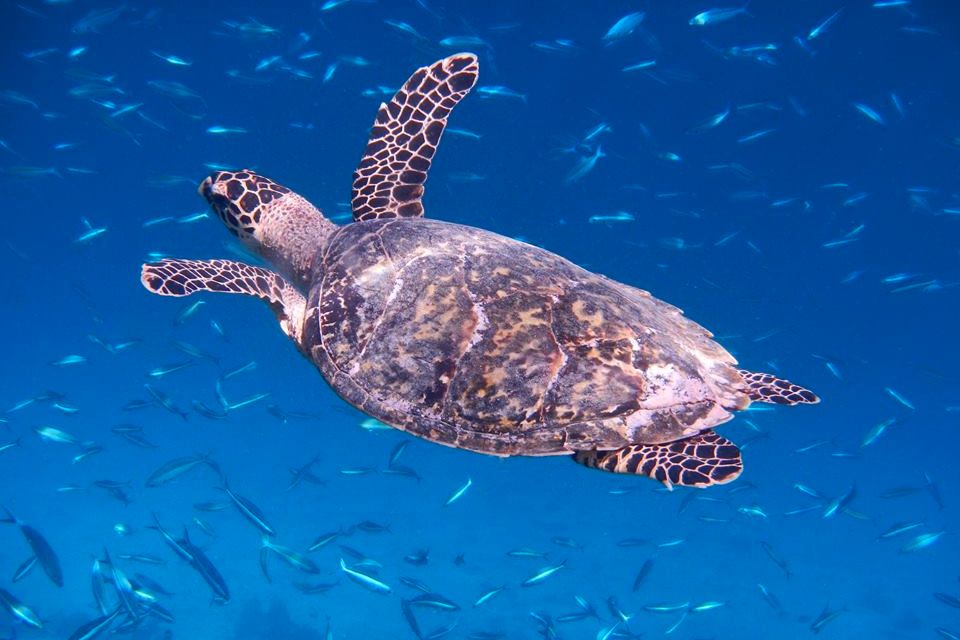 Schildkröte schwimmend