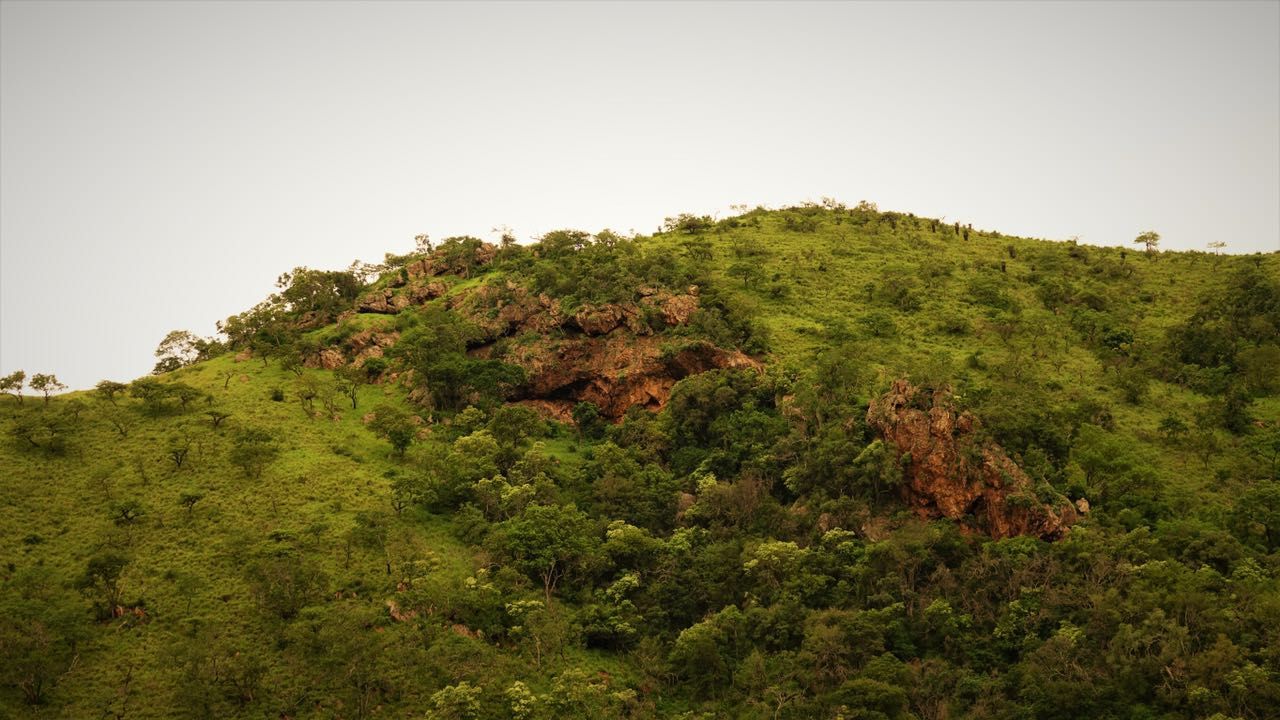 freiwilligenarbeit-suedafrika-erfahrungsbericht-kundenfotos-artenschutz-wald-natucate