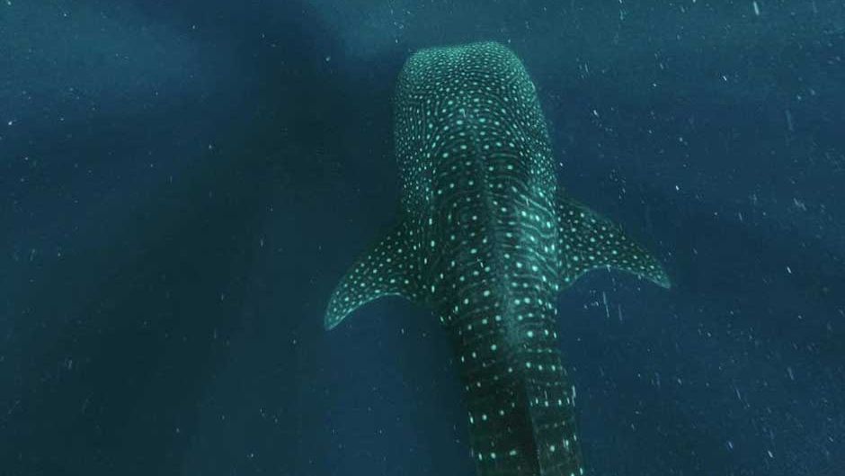 freiwilligenarbeit-malediven-artenschutz-walhaie-projektbesuch