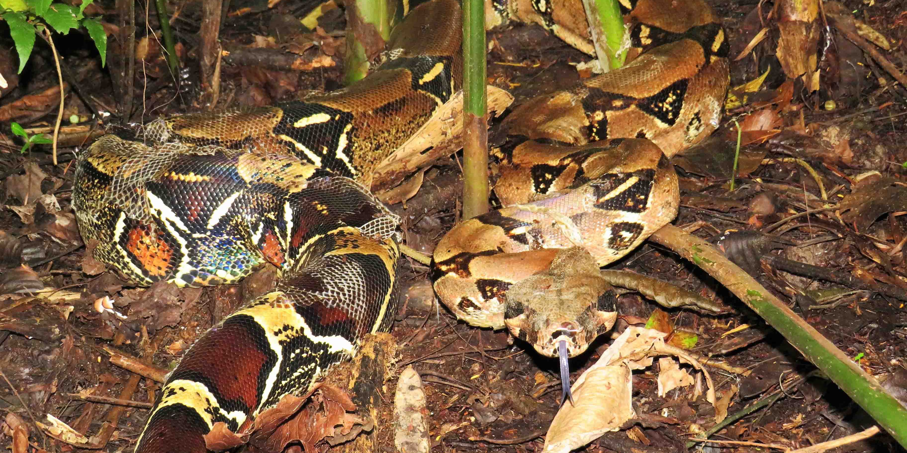 Eine gut getrante Boa Schlange schlängelt sich durch das braune Laub auf dem Boden des Regenwaldes in Peru.
