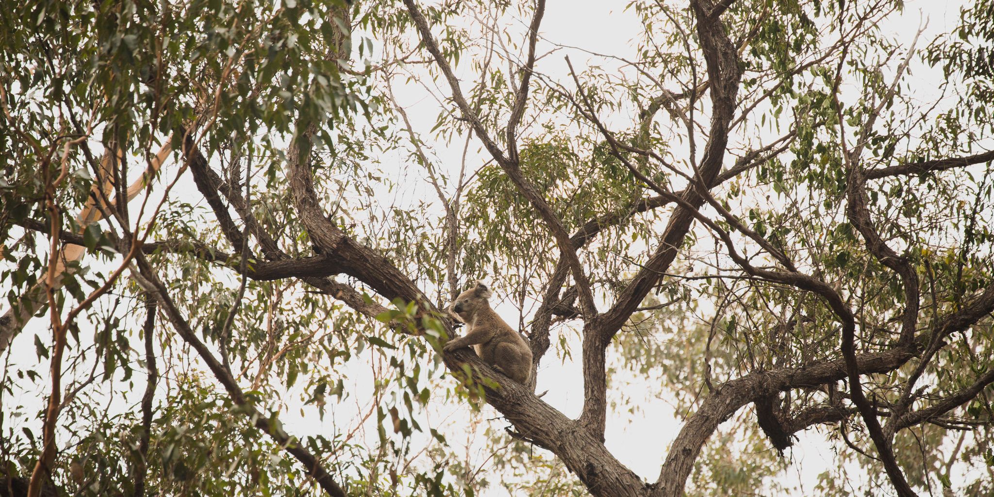 naturreise-koalaschutz-australien-koala-in-baum-natucate