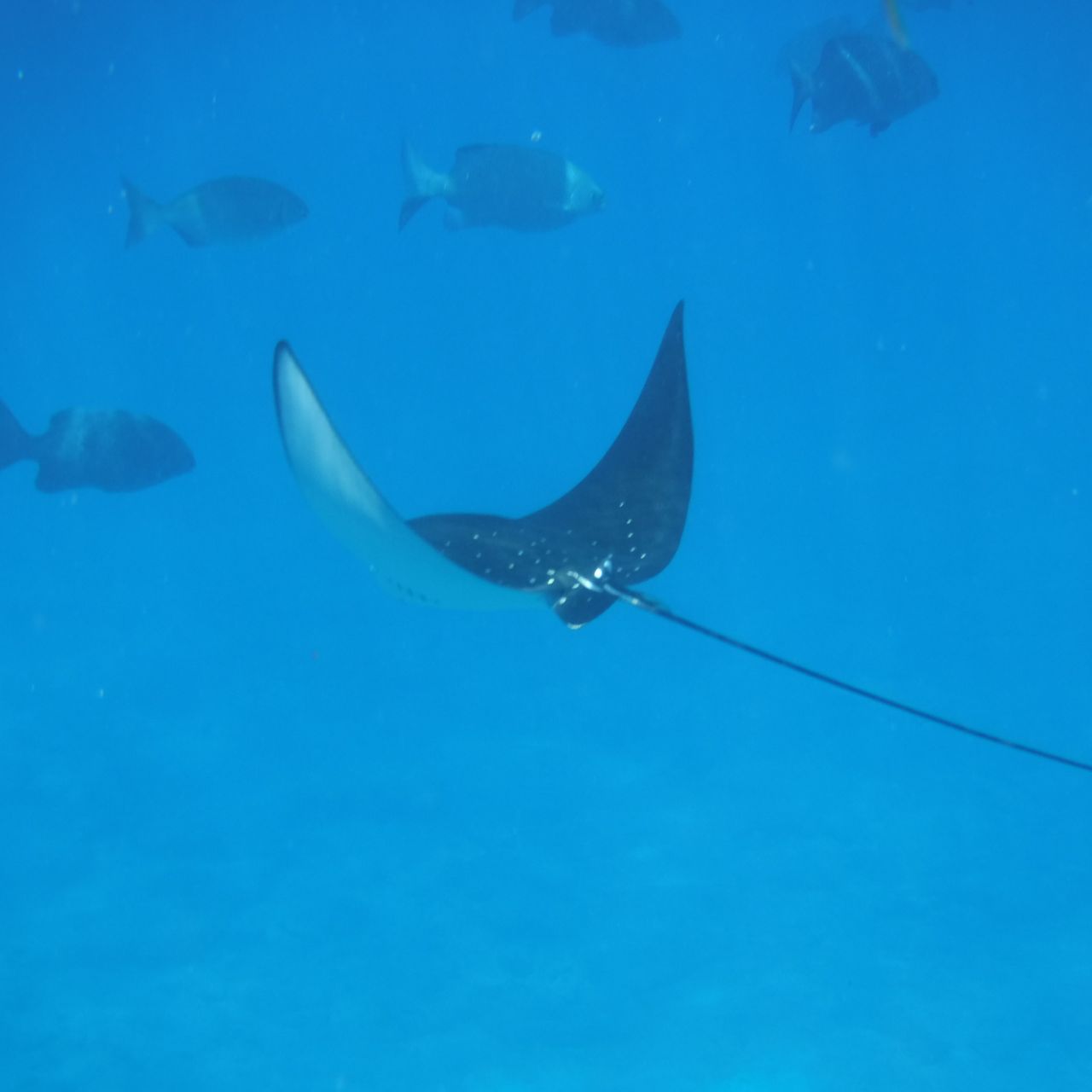 freiwilligenarbeit-seychellen-rochen-erfahrungsbericht-artenschutz-natucate
