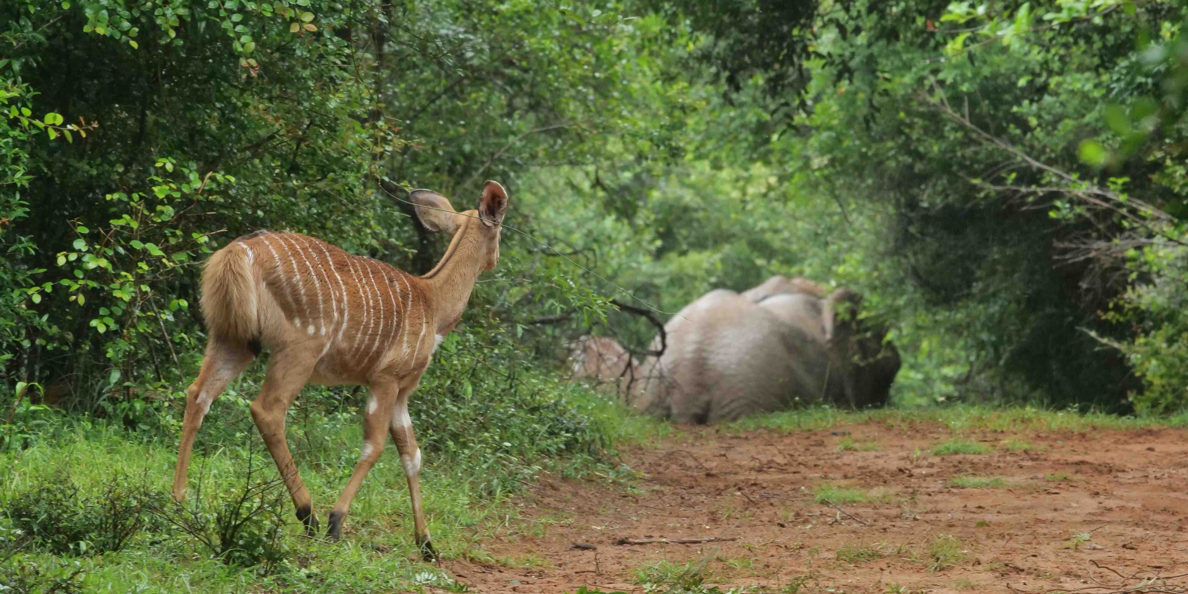 natucate-internship-south-africa-zululand-antilope-elephant