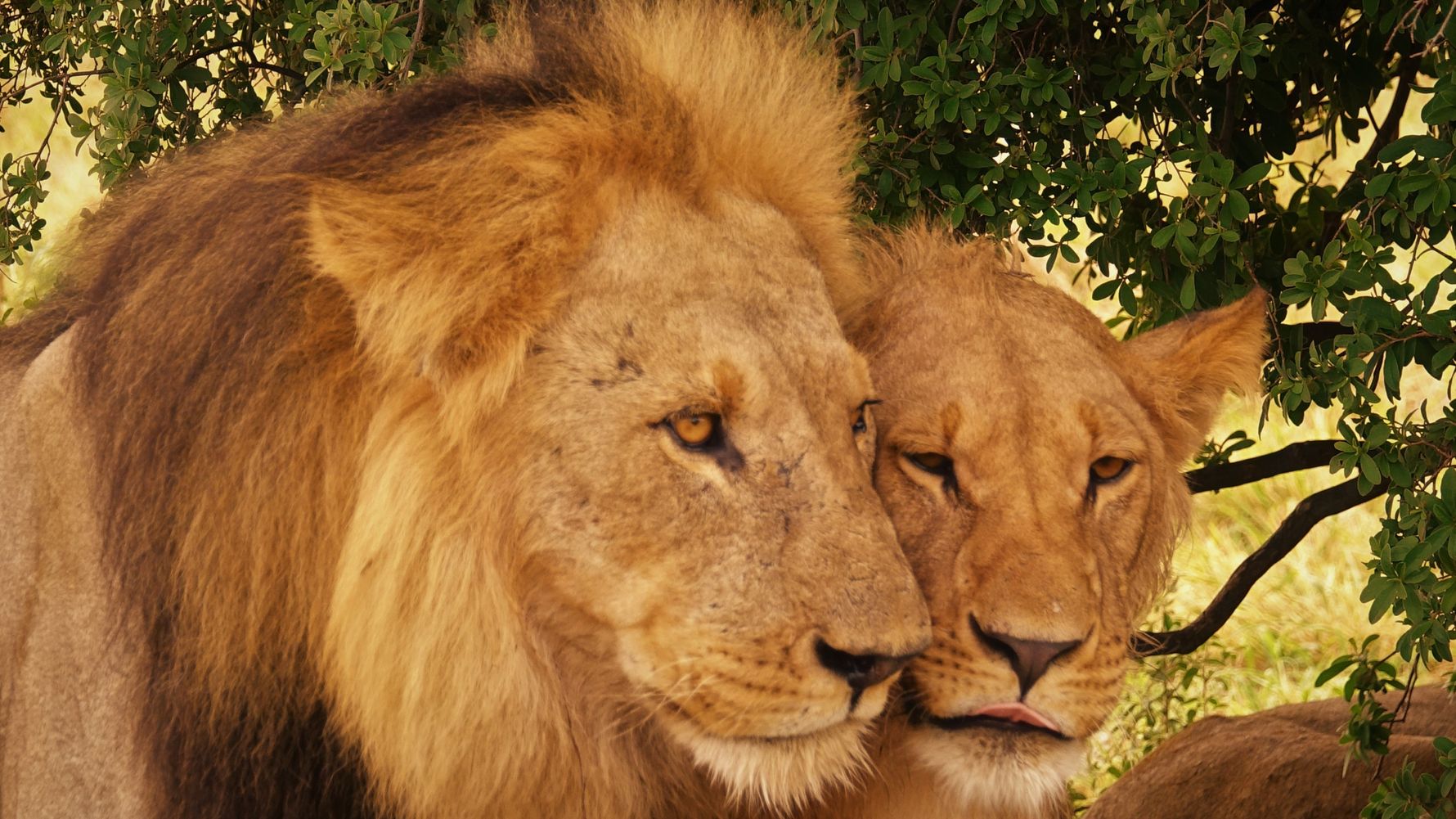 blog-ratgeber-botswana-moremi-wildreservat-loewen-natucate