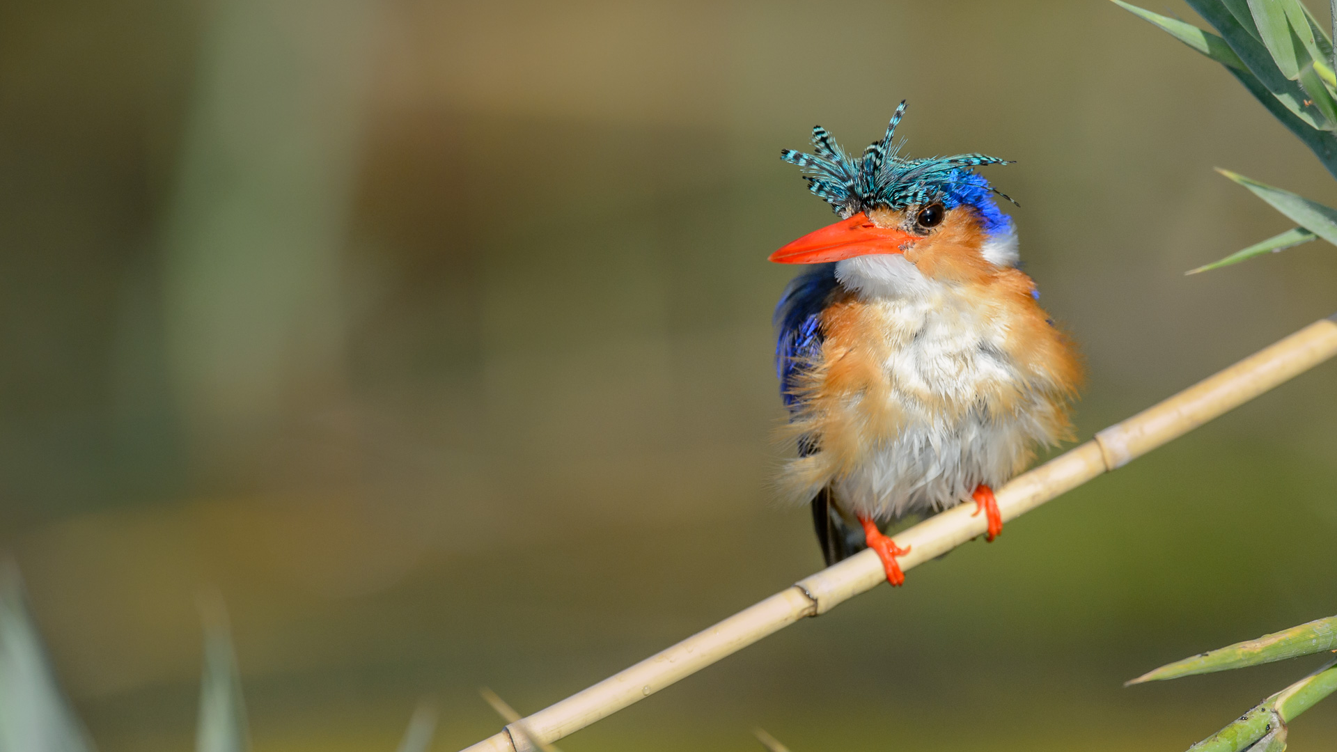 reise-safari-delta-caprivi-bird