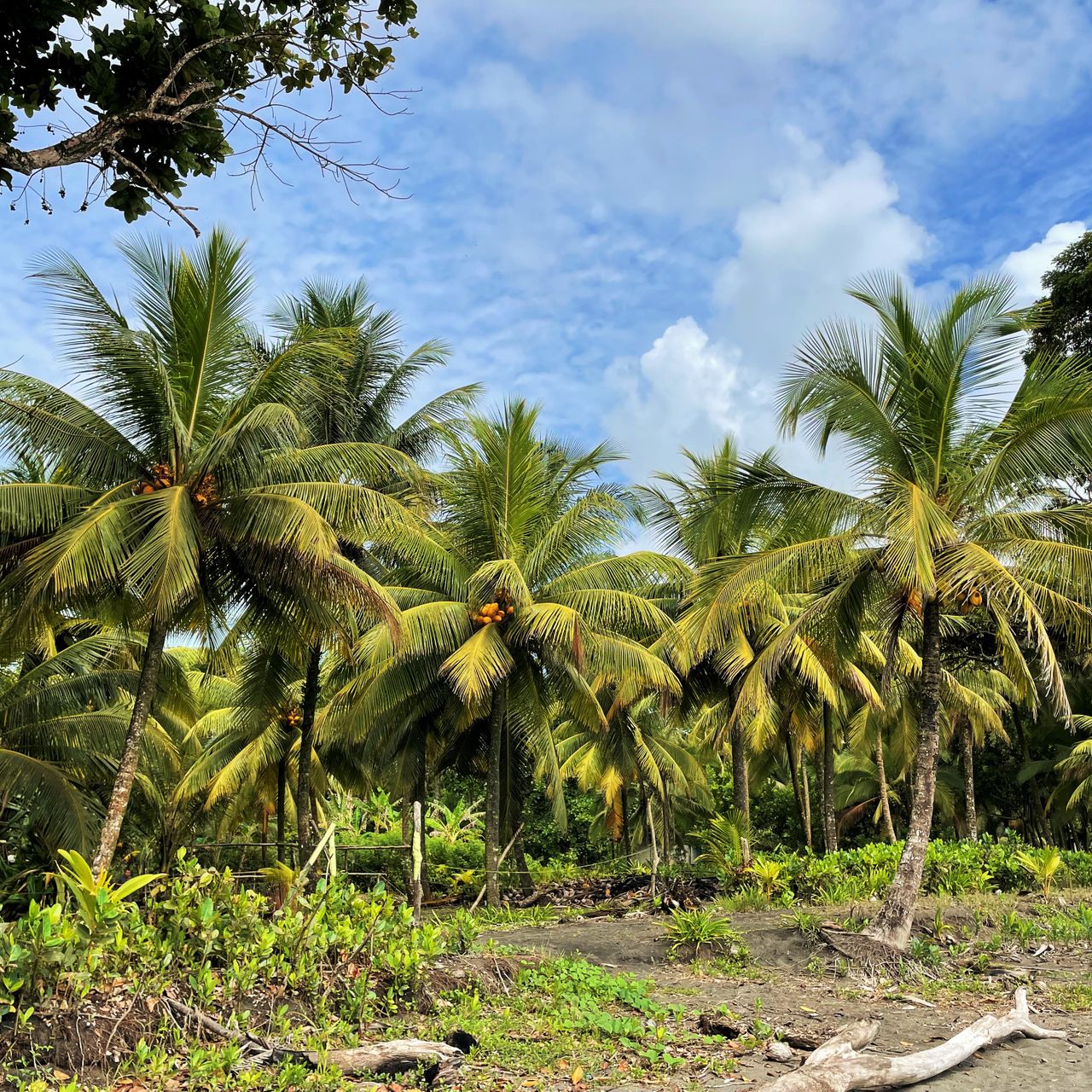 In der Nähe des Forschungszenturm in Costa Rica findet man Kokusnusspalmen