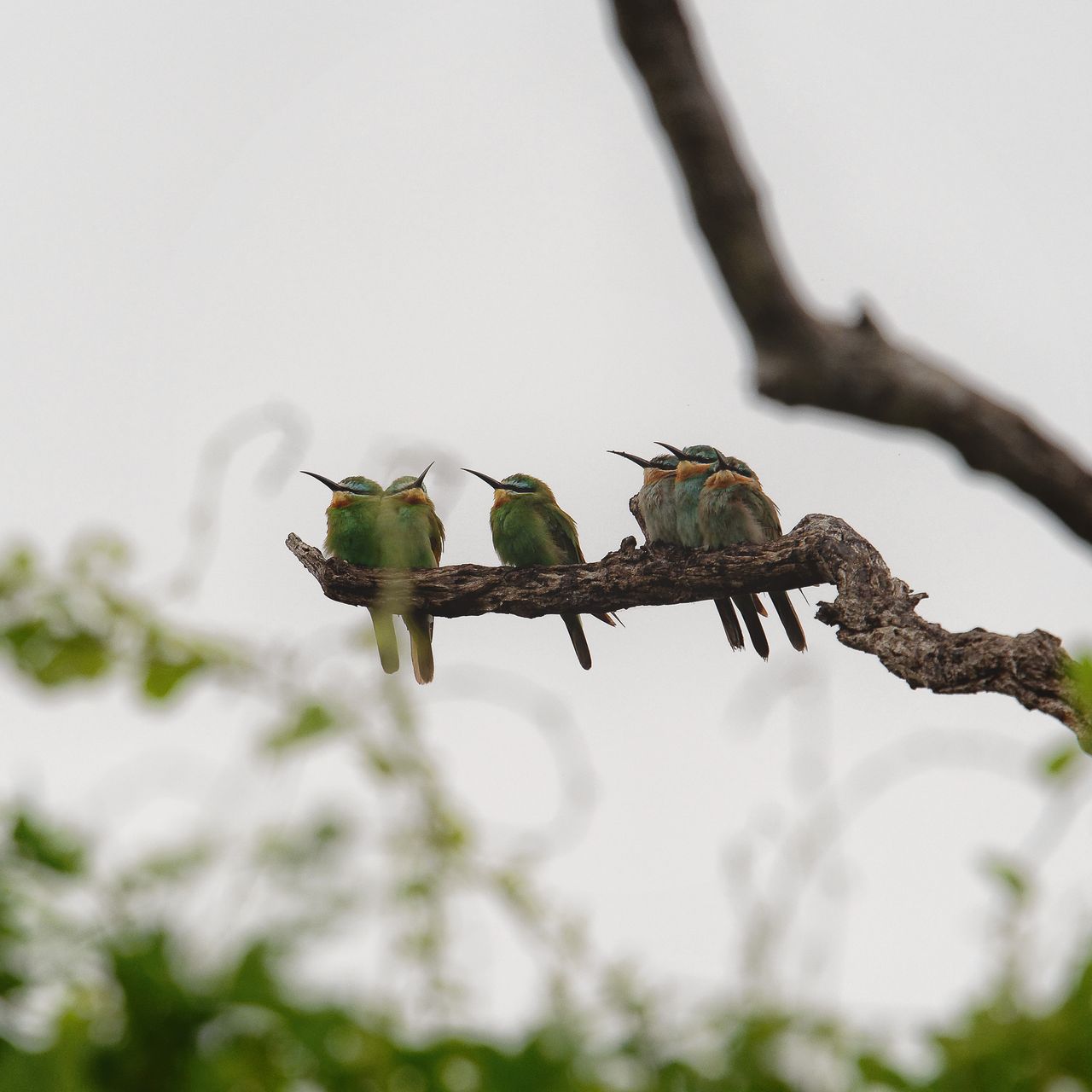 erfahrungsberichte-makuleke-rangerausbildung-voegel-natucate