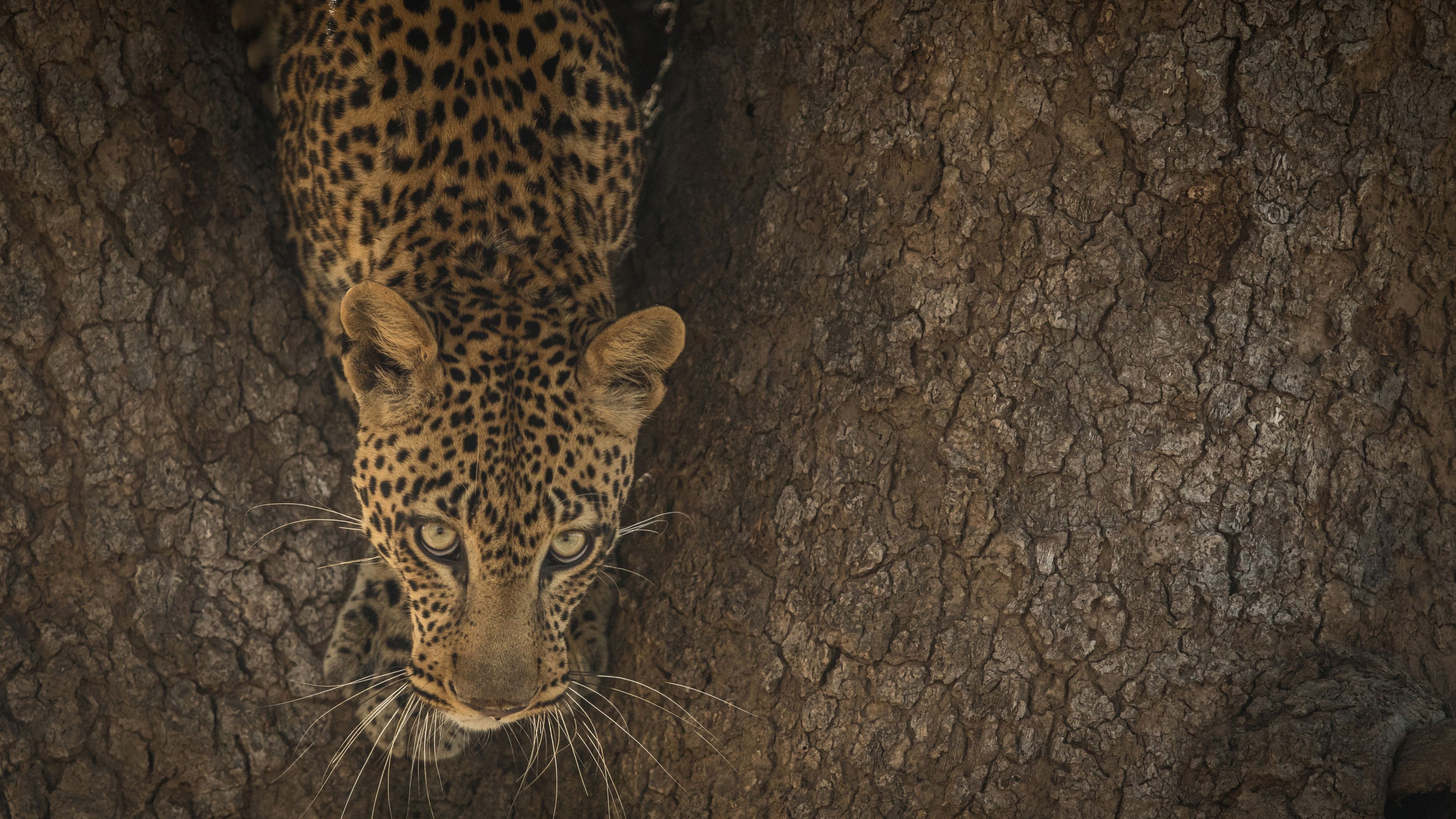 safari-sambia-natucate-leopard-baum