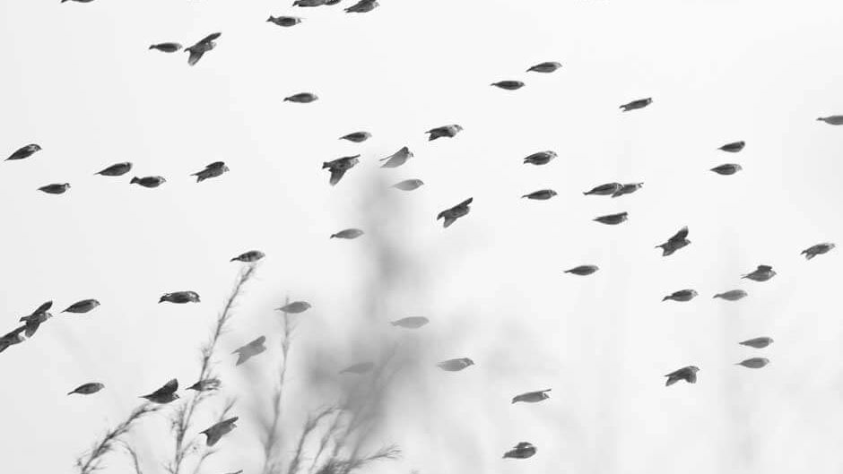 langstreckenzieher-unter-den-voegeln-schwarm-blog-natucate