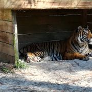 erfahrungsberichte-freiwilligenarbeit-usa-florida-wildlife-margaux-tiger-natucate