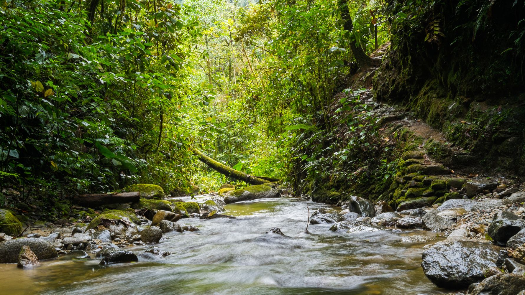 natucate-country-info-ecuador-river-podocarpus-national-park
