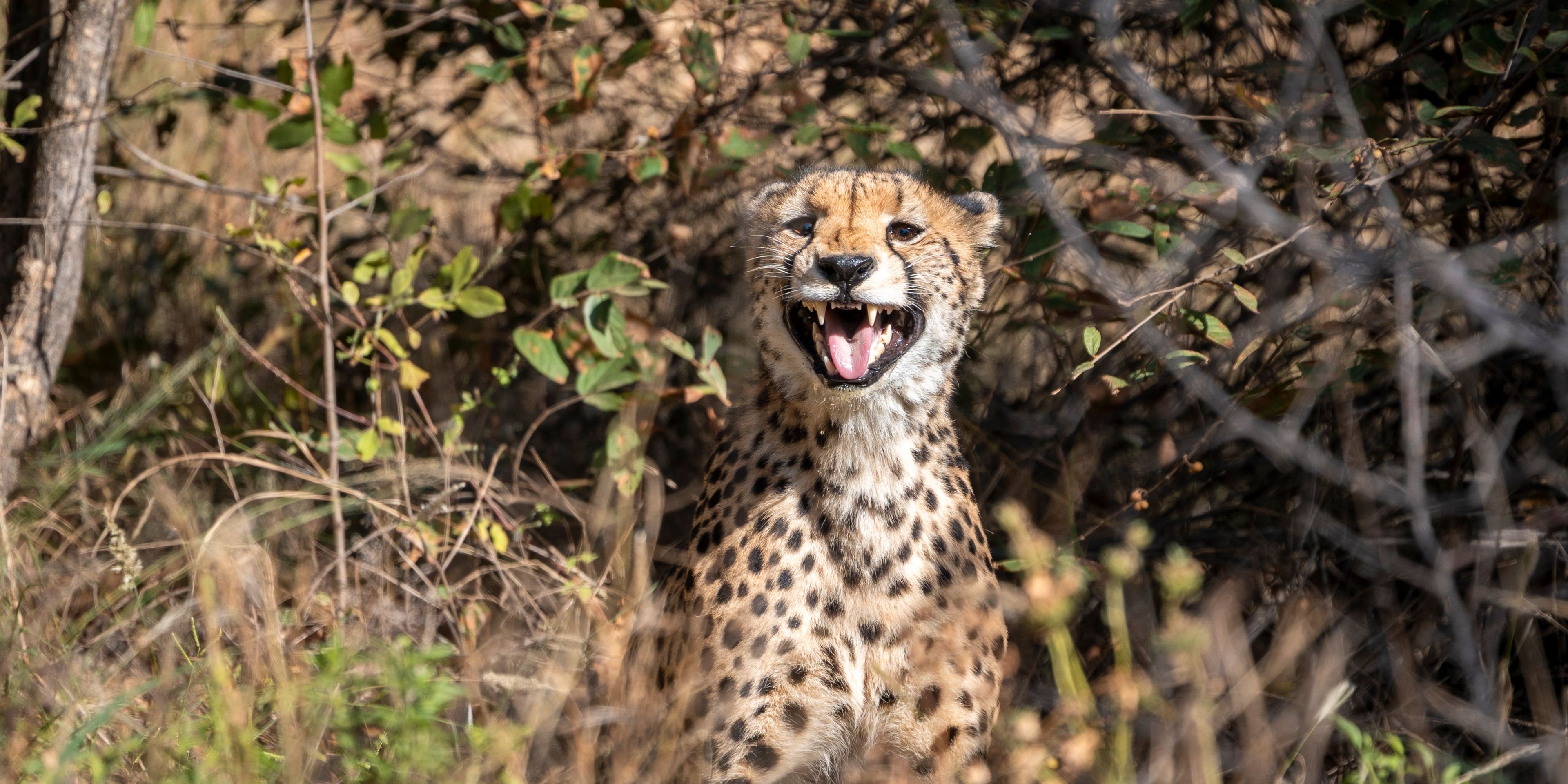 Cheetah cub with open mouth