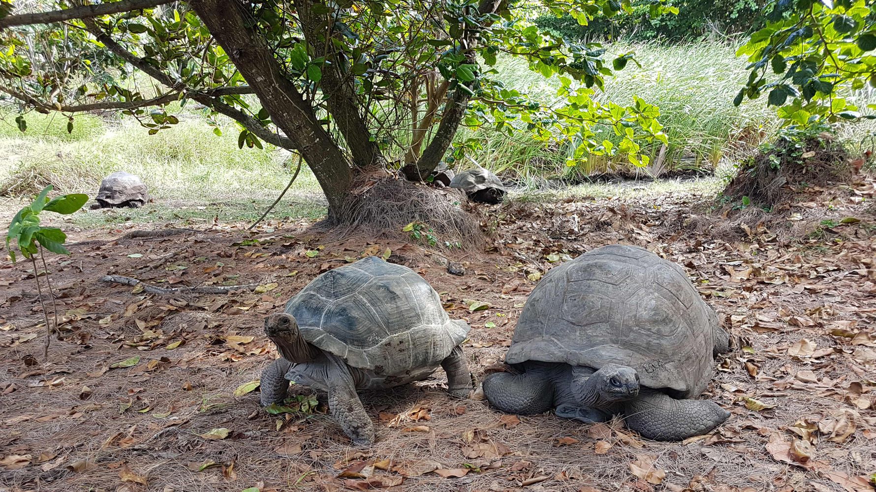 freiwilligenarbeit-seychellen-schildkroeten-artenschutz-natucate-3