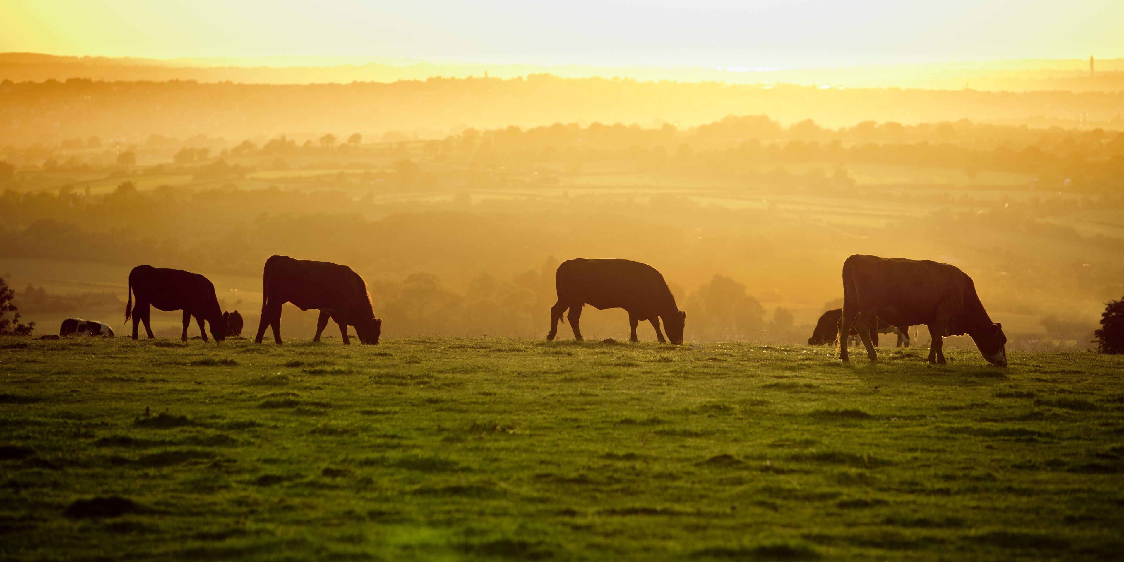 Landwirtschaftspraktikum auf einer Farm in den Huegelebenen Nordamerikas
