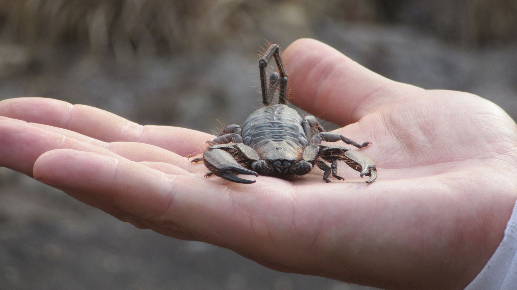 Ein Skorpion auf der Handinnenseite eines Mitglieds im Rangerkurs