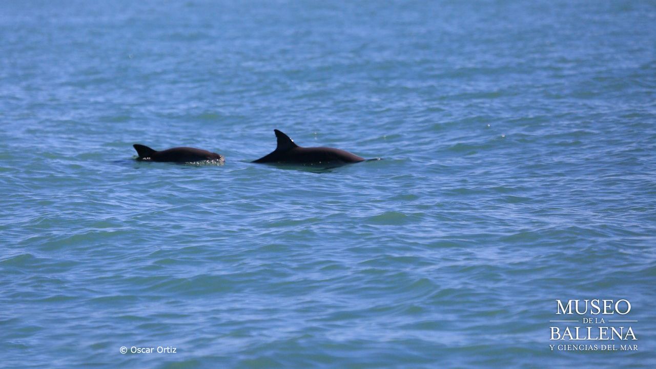 natucate-blog-nature-vaquitas-endangered-whales
