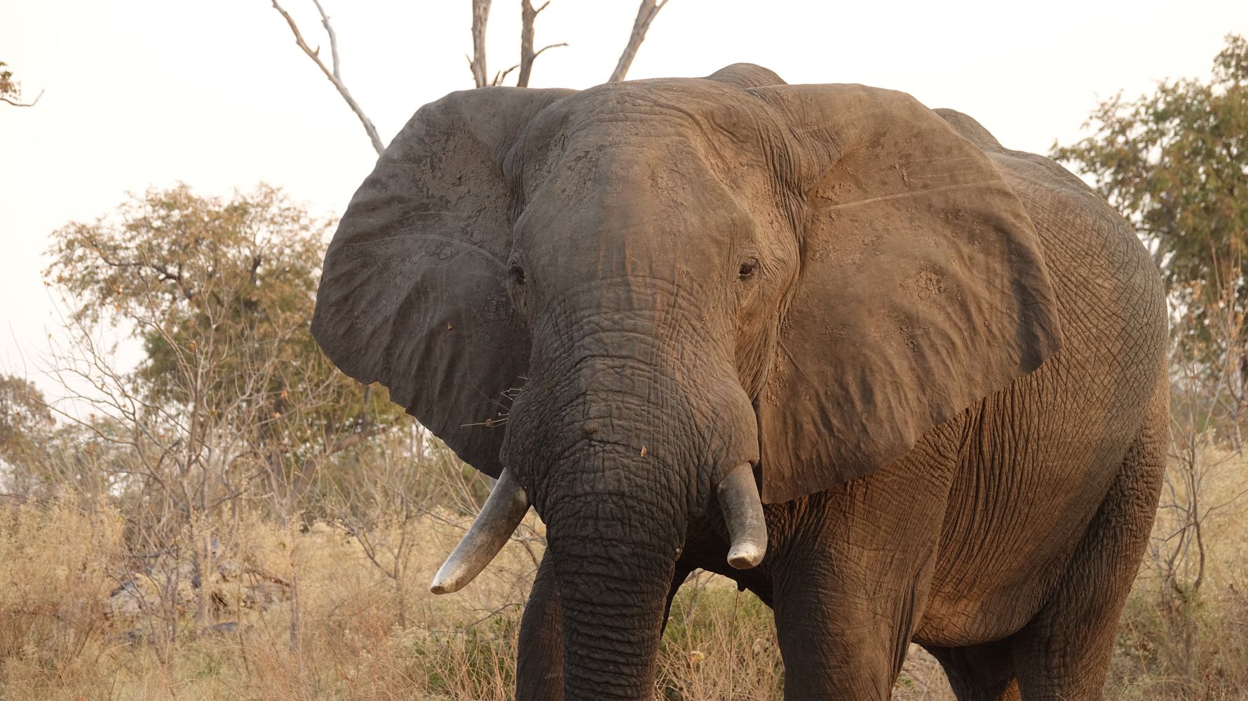 blog-ratgeber-haeufig-gestellte-fragen-elefant-natucate