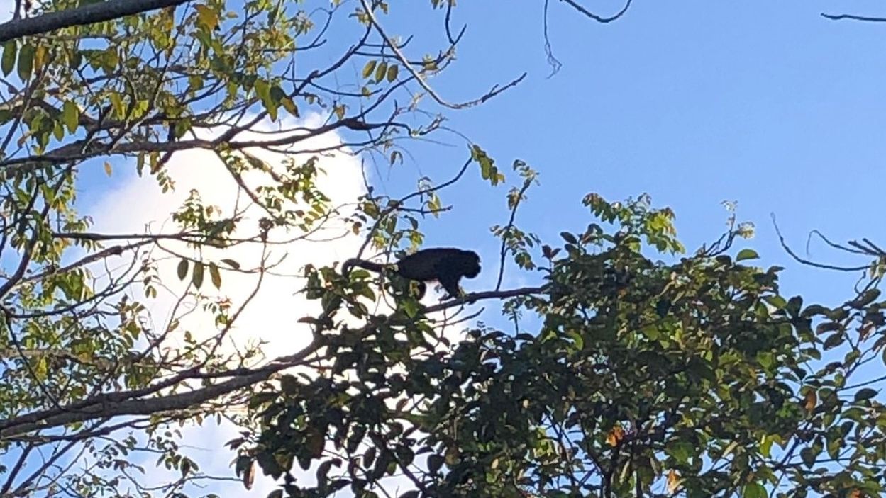 Ein kleiner Affe kletter weit oben in einem Baum in Costa Rica