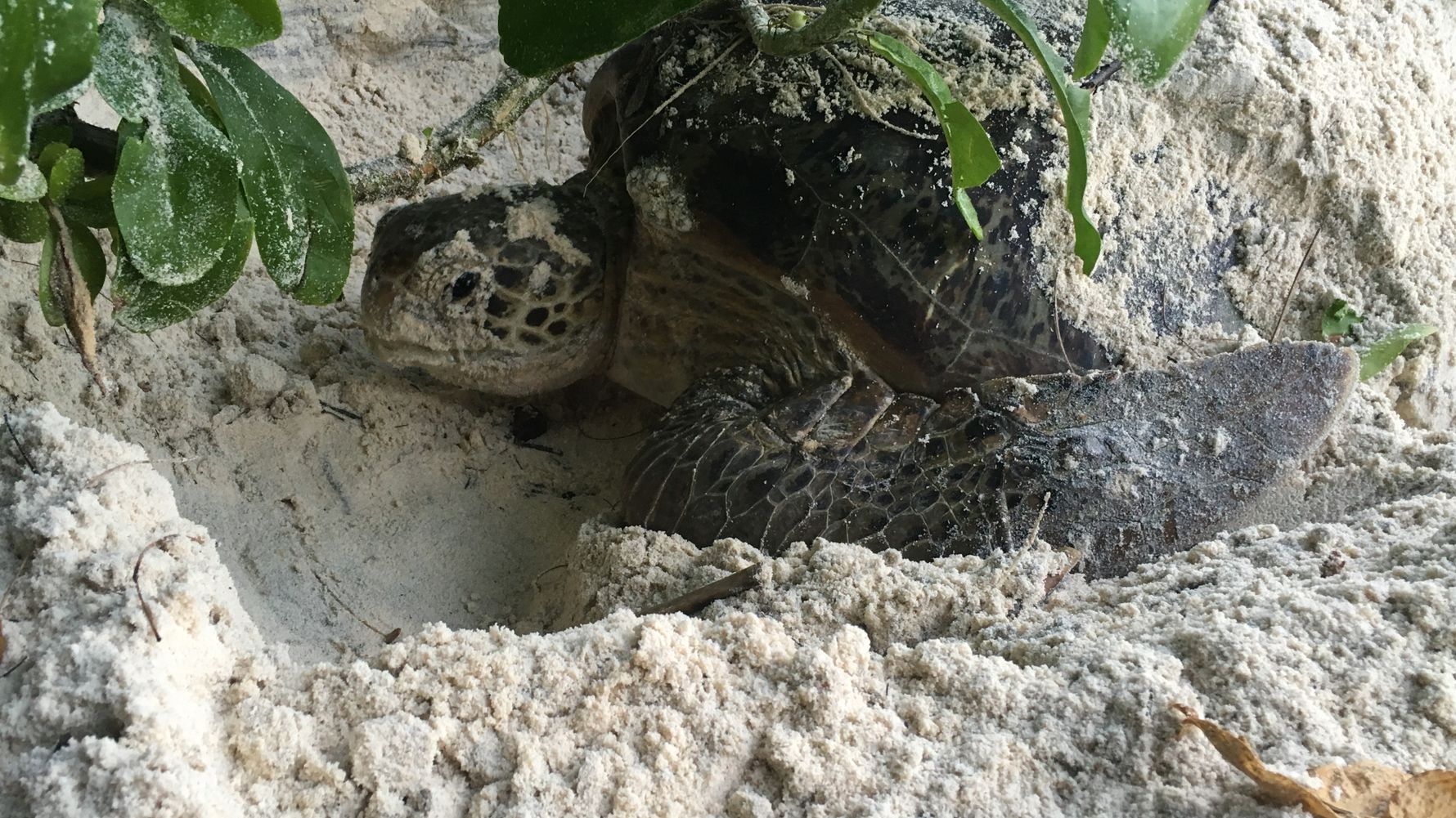 freiwilligenarbeit-seychellen-preis