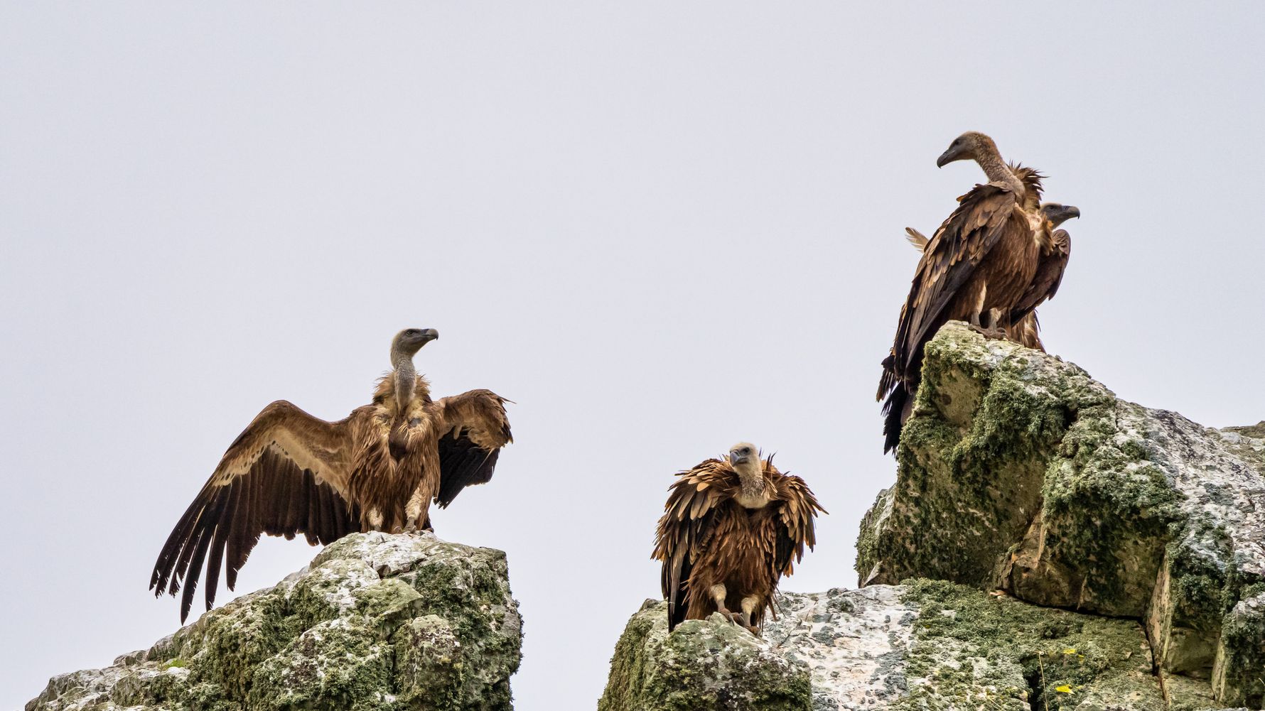 natucate-blog-nepal-bird-watching-himalaya-himalayan-griffon-vulture
