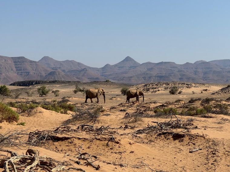 natucate-blog-review-namibia-loretta-hans-two-elephants