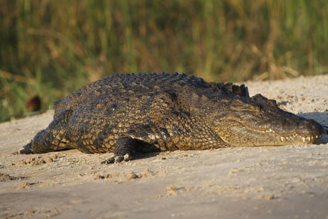 safari-botswana-abenteuer-okavango-delta-krokodil-reptil-wildlife-natucate