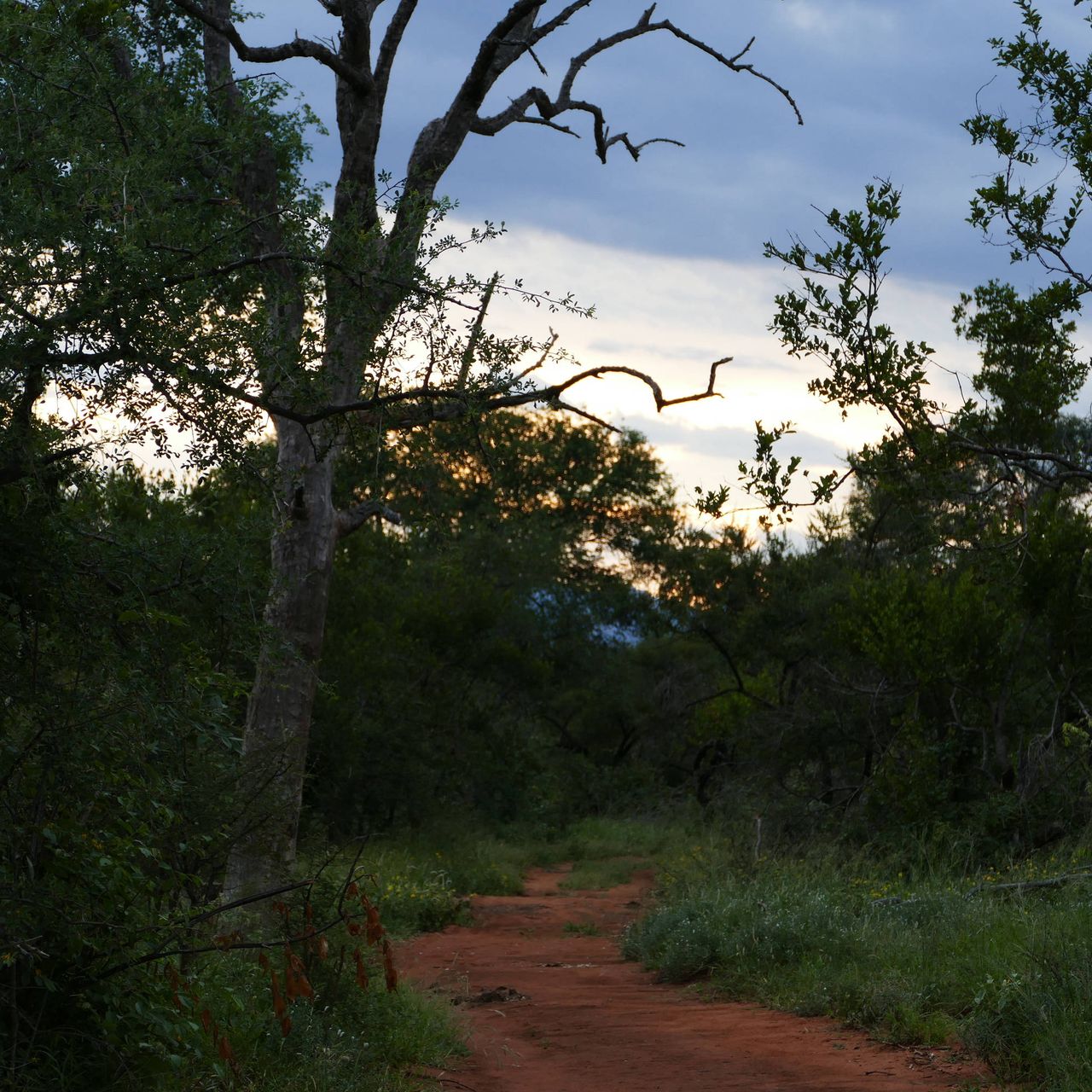 erfahrungsberichte-rangerkurse-suedafrika-field-guide-level-1-carina-savanne-natucate