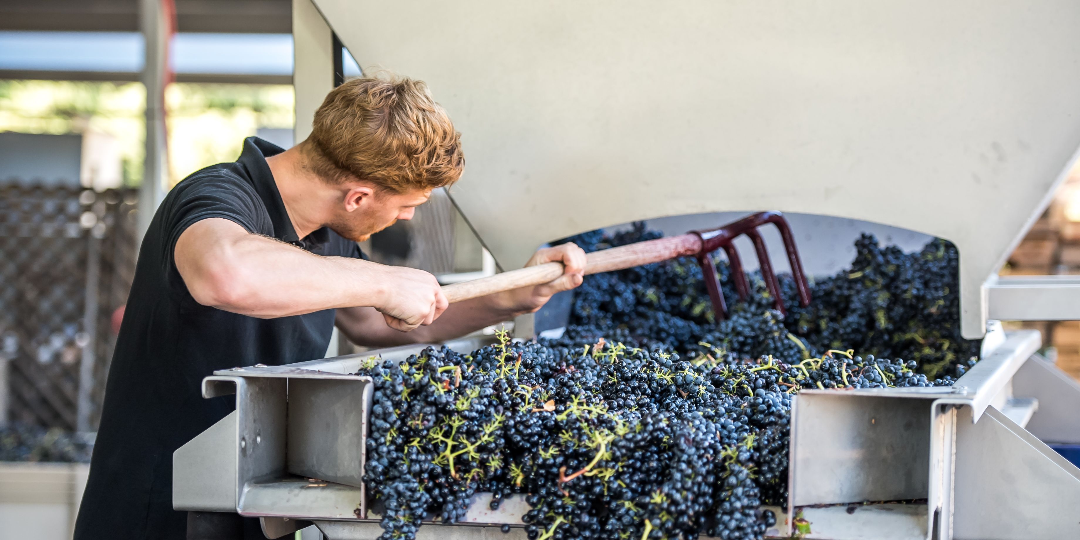 Winzerei-Praktikant auf einem Betrieb in den USA bei der Arbeit