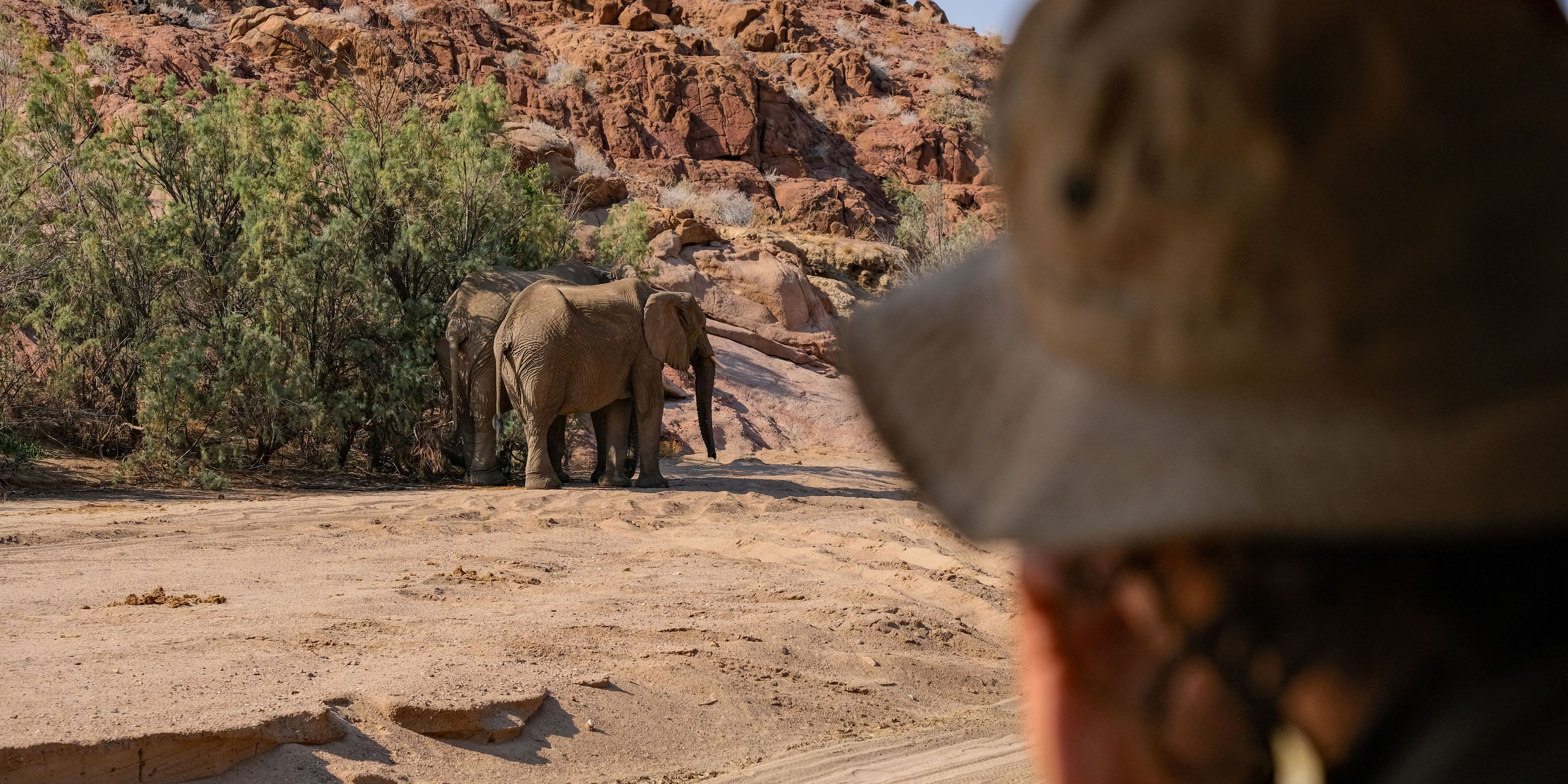 natucate-trips-pwe-namibia-damaraland-tracking-elephants