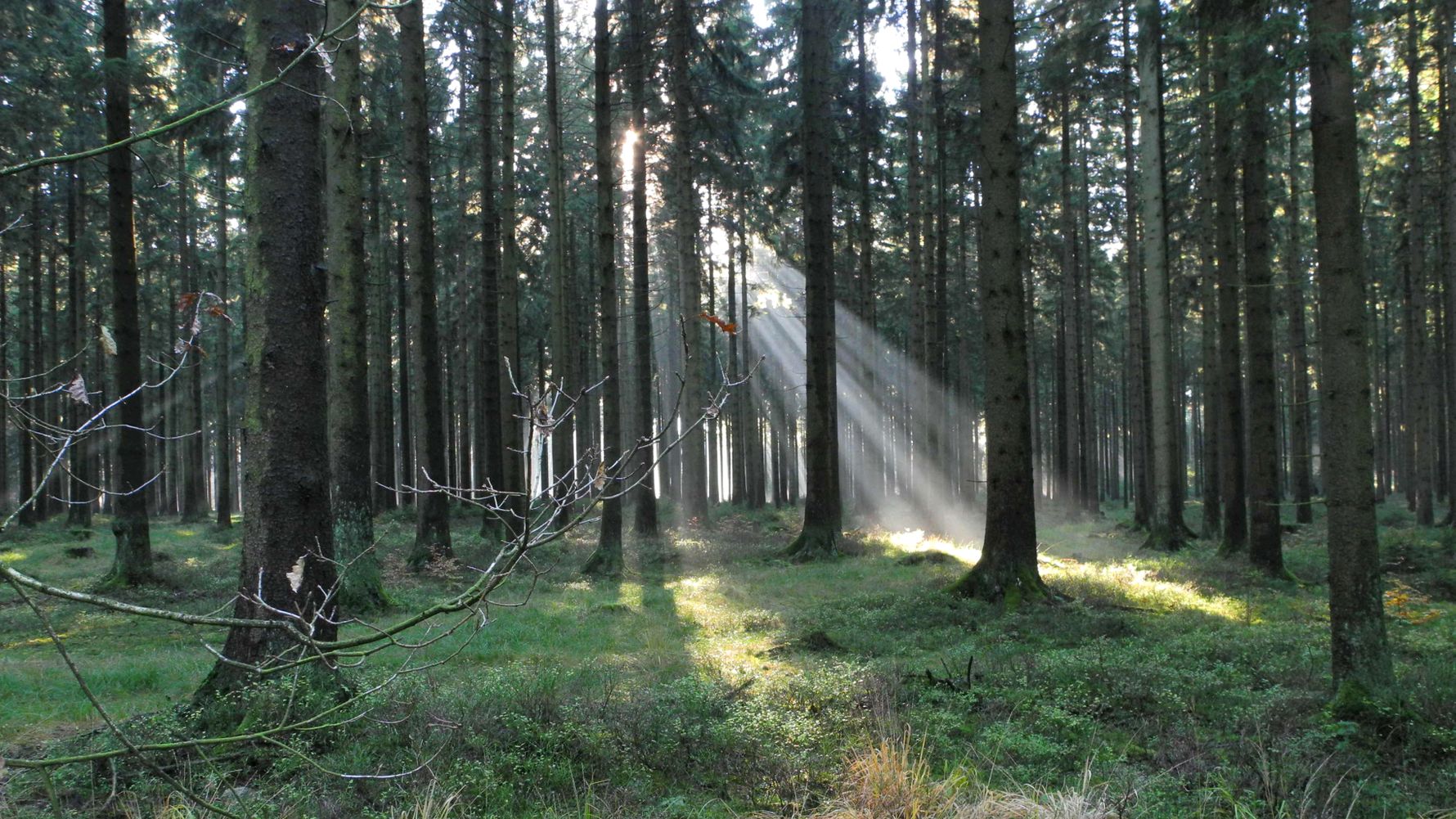 laenderinformationen-deutschland-wald-licht-natucate