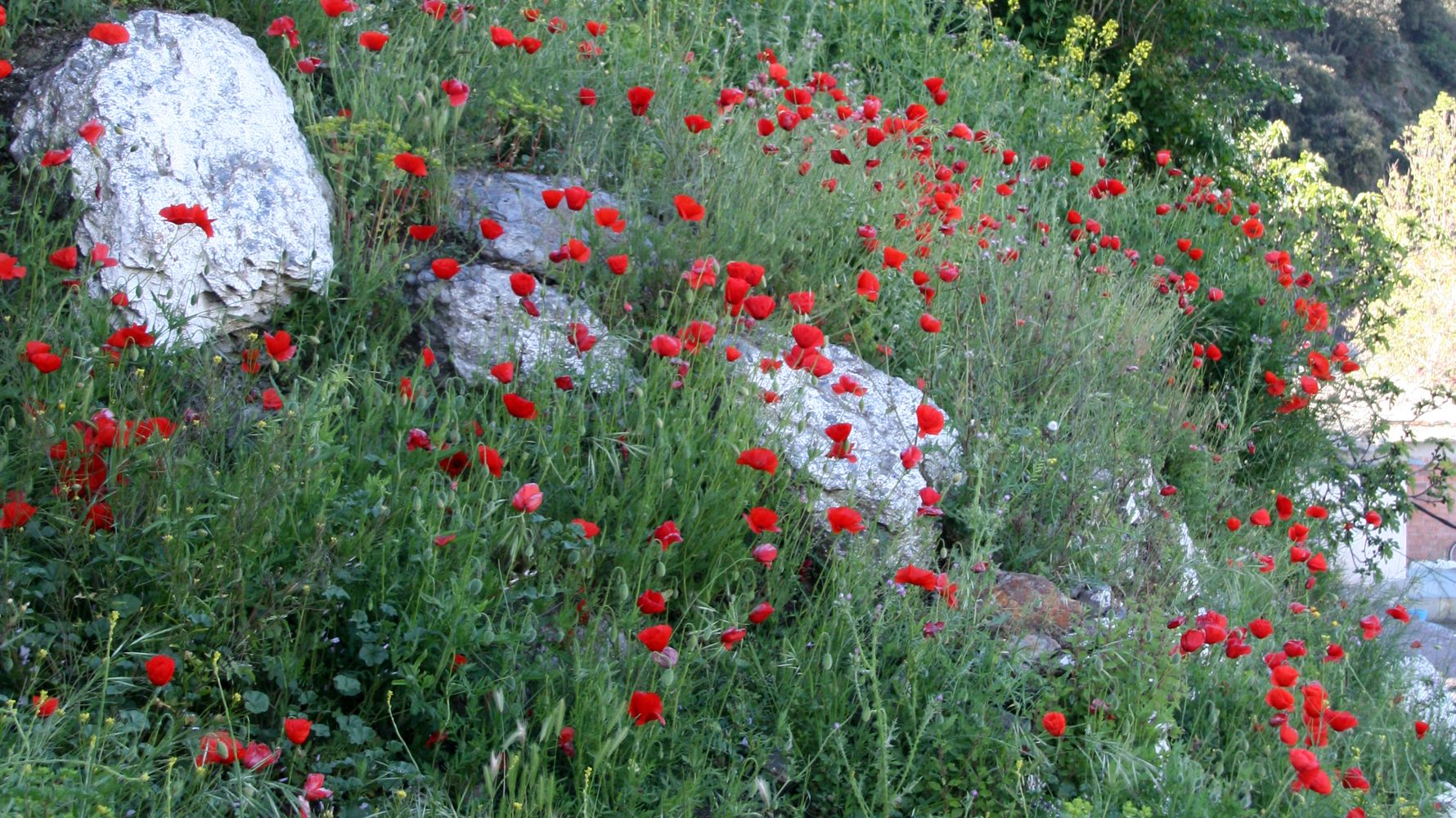 laenderinformationen-griechenland-mohn-natucate