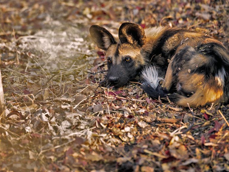 Aufnahme eines Wildhunds in KwaZulu-Natal, der auf dem Blaetterboden des suedafrikanischen Buschs liegt und entspannt