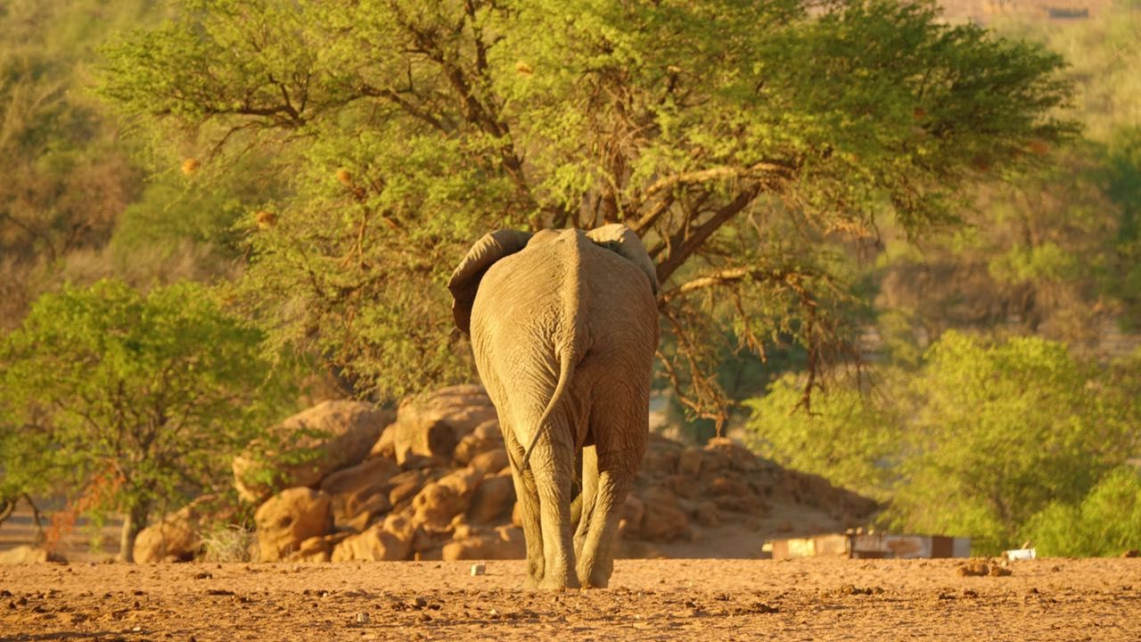 blog-ratgeber-safari-haeufig-gestellte-fragen-elefant-natucate