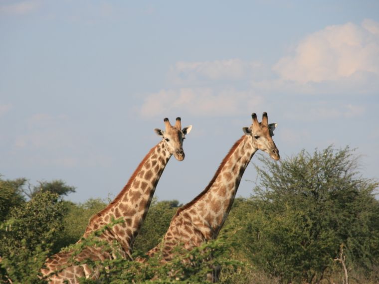 erfahrungsberichte-suedliches-afrika-rangerkurs-rangerausbildung-giraffen-natucate