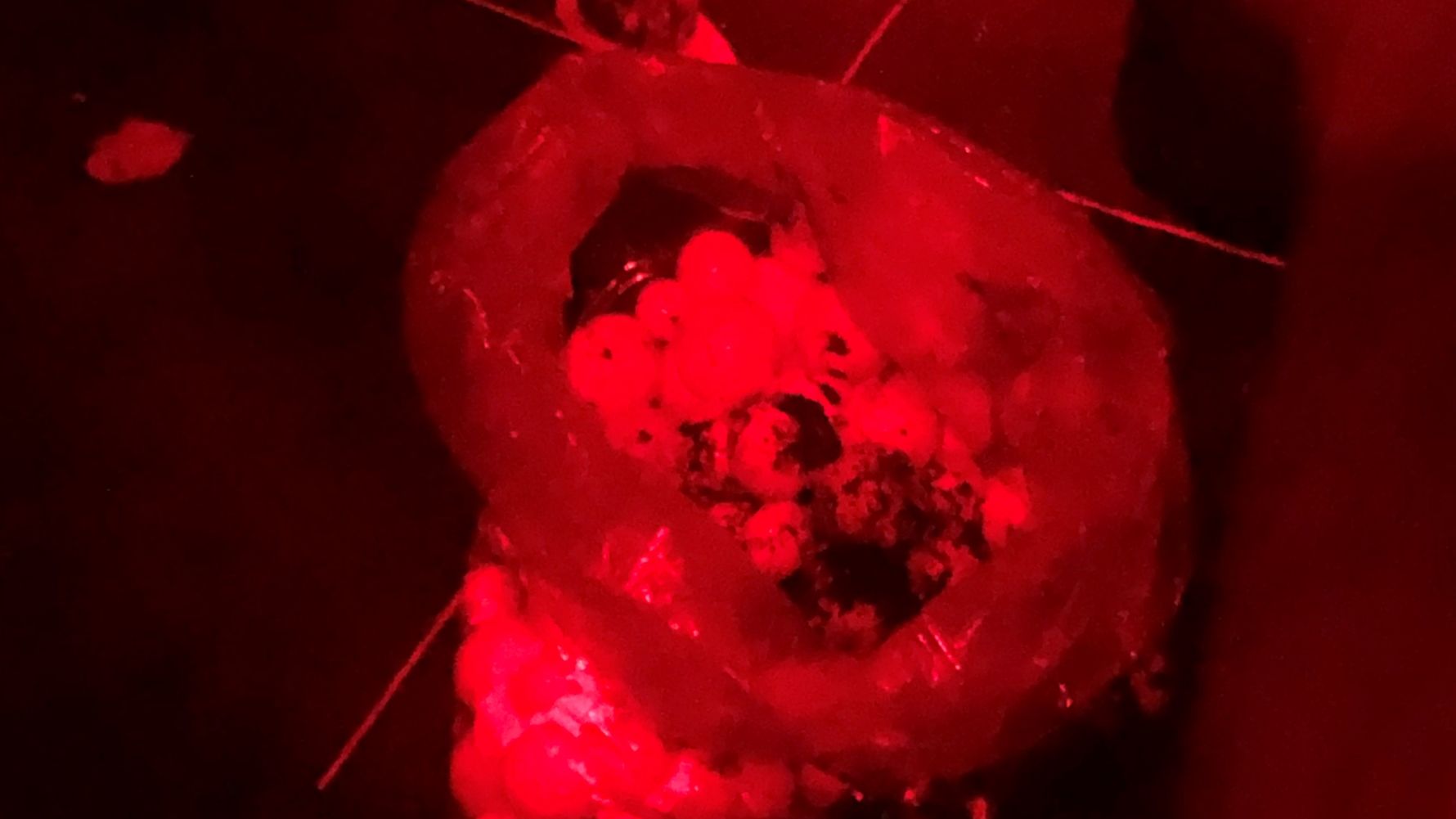 Die am Strand gefunden Schildkröteneier wiegen etwa 10 bis 12 kg und werden in die Brutstation gebracht.