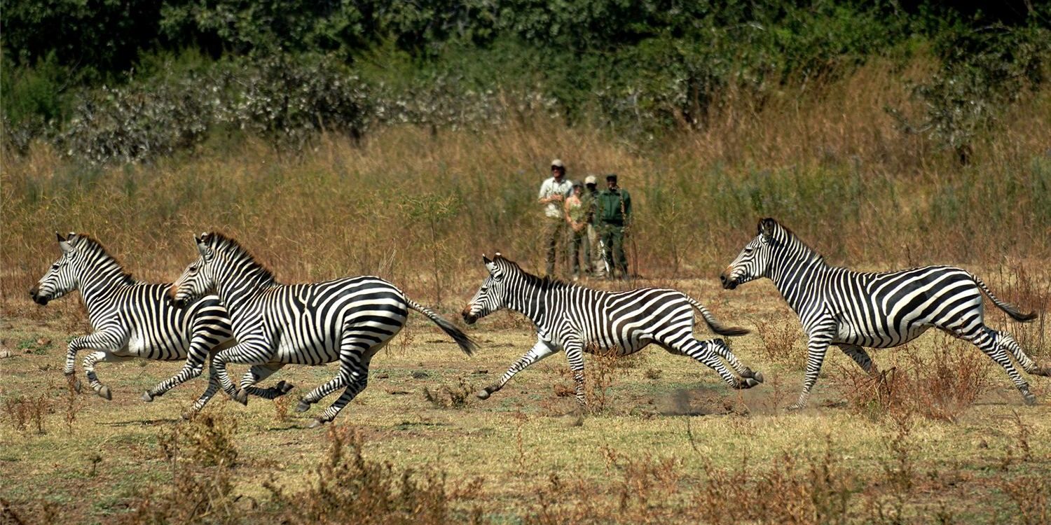 natucate-travel-safari-zambia-two-river-lower-zambezi-zebras-running