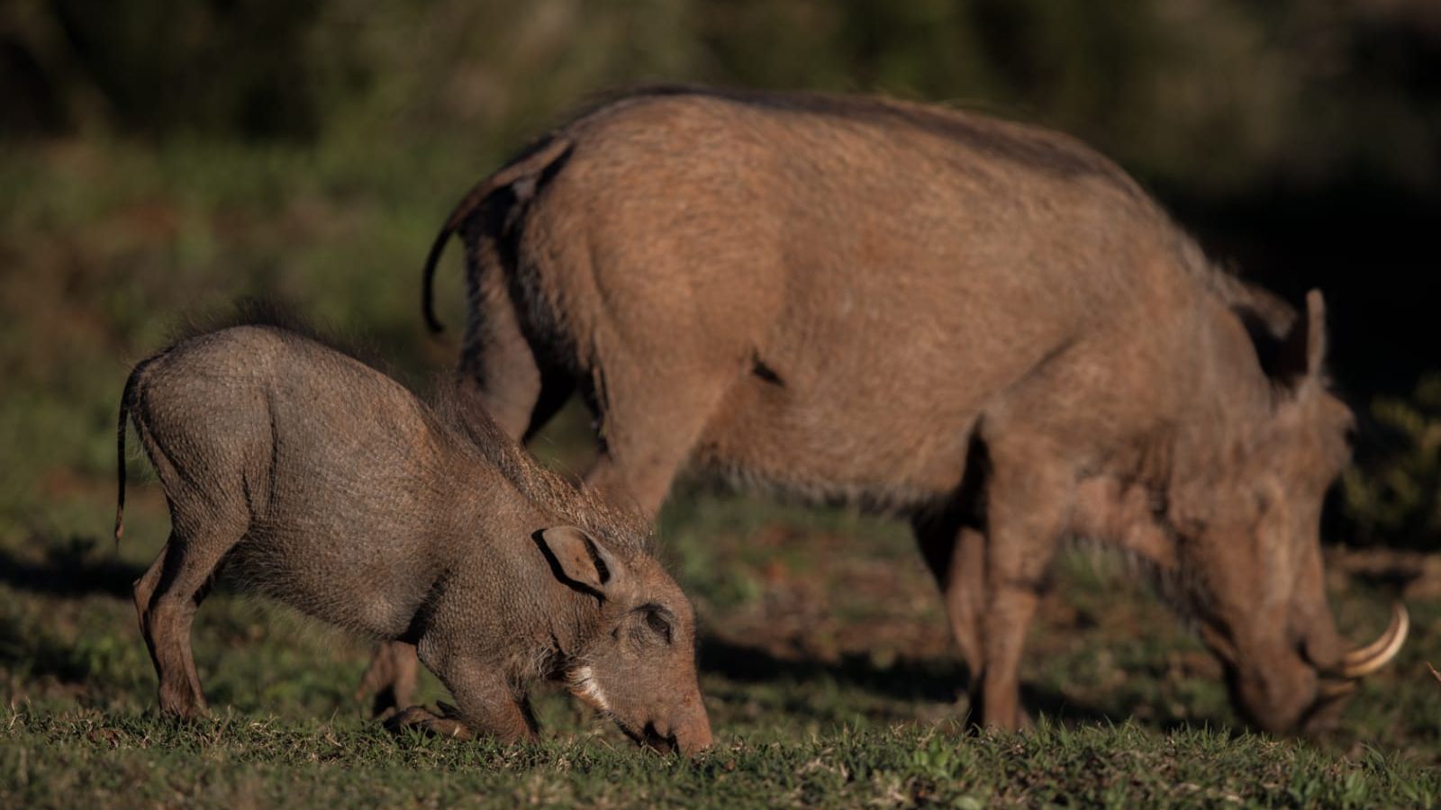 blog-ratgeber-suedafrika-ostkap-warzenschweine-natucate