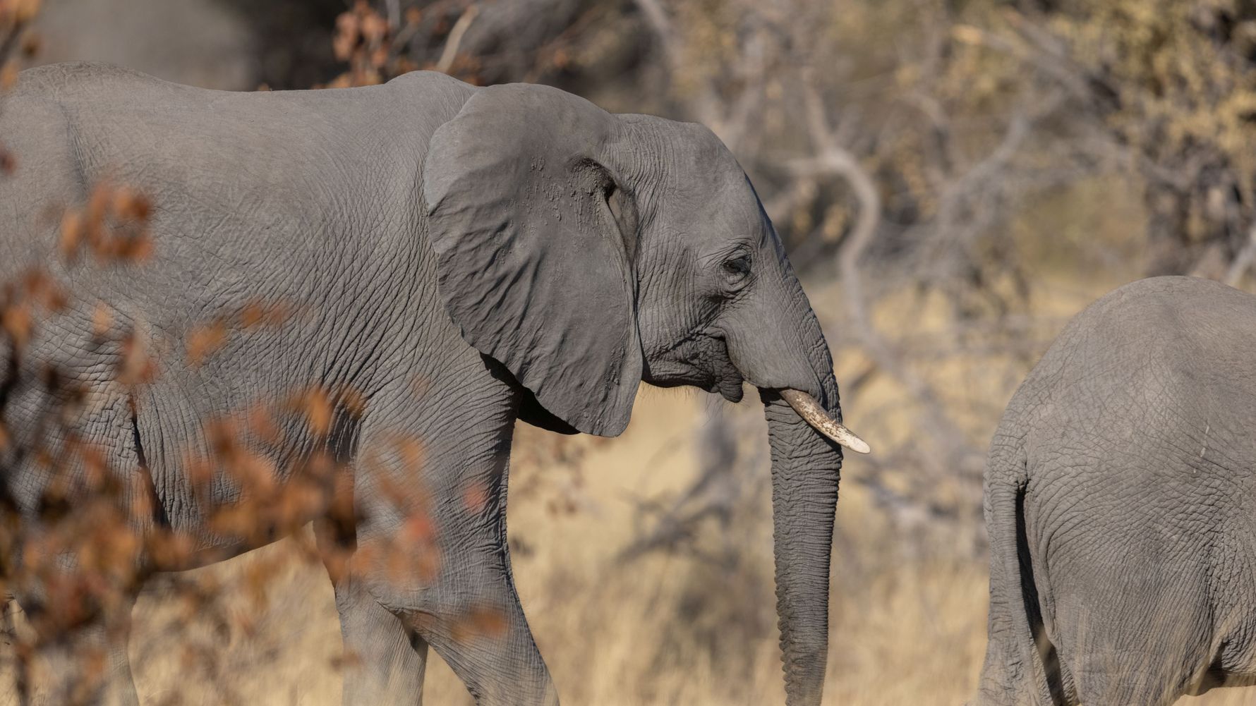 landingpage-freiwilligenarbeit-elefanten-afrika-elefant-botswana-natucate