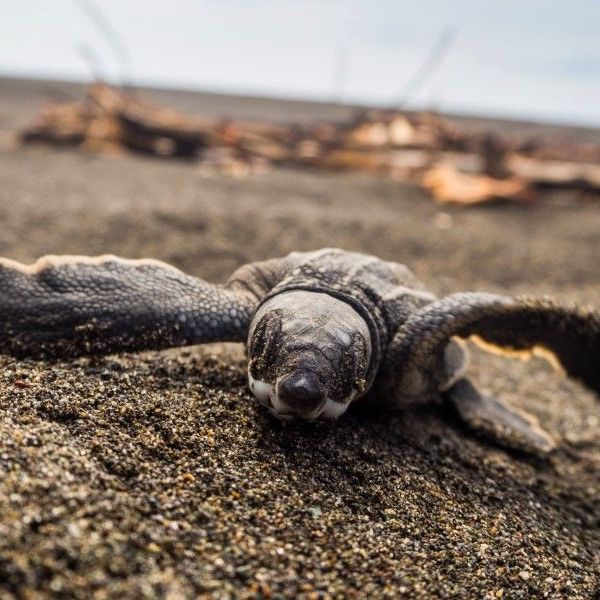 erfahrungsberichte-freiwilligenarbeit-costa-rica-schildkroetenschutz-stefanie-schildkroete-strand-natucate