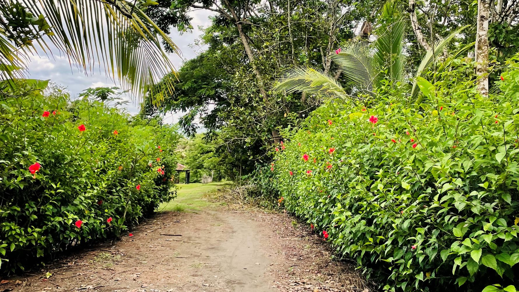 Die Freiwillienhelfer nutzten diesen Weg umgeben von blühenden Büschen im Artenschutzprojekt in Cosat Rica