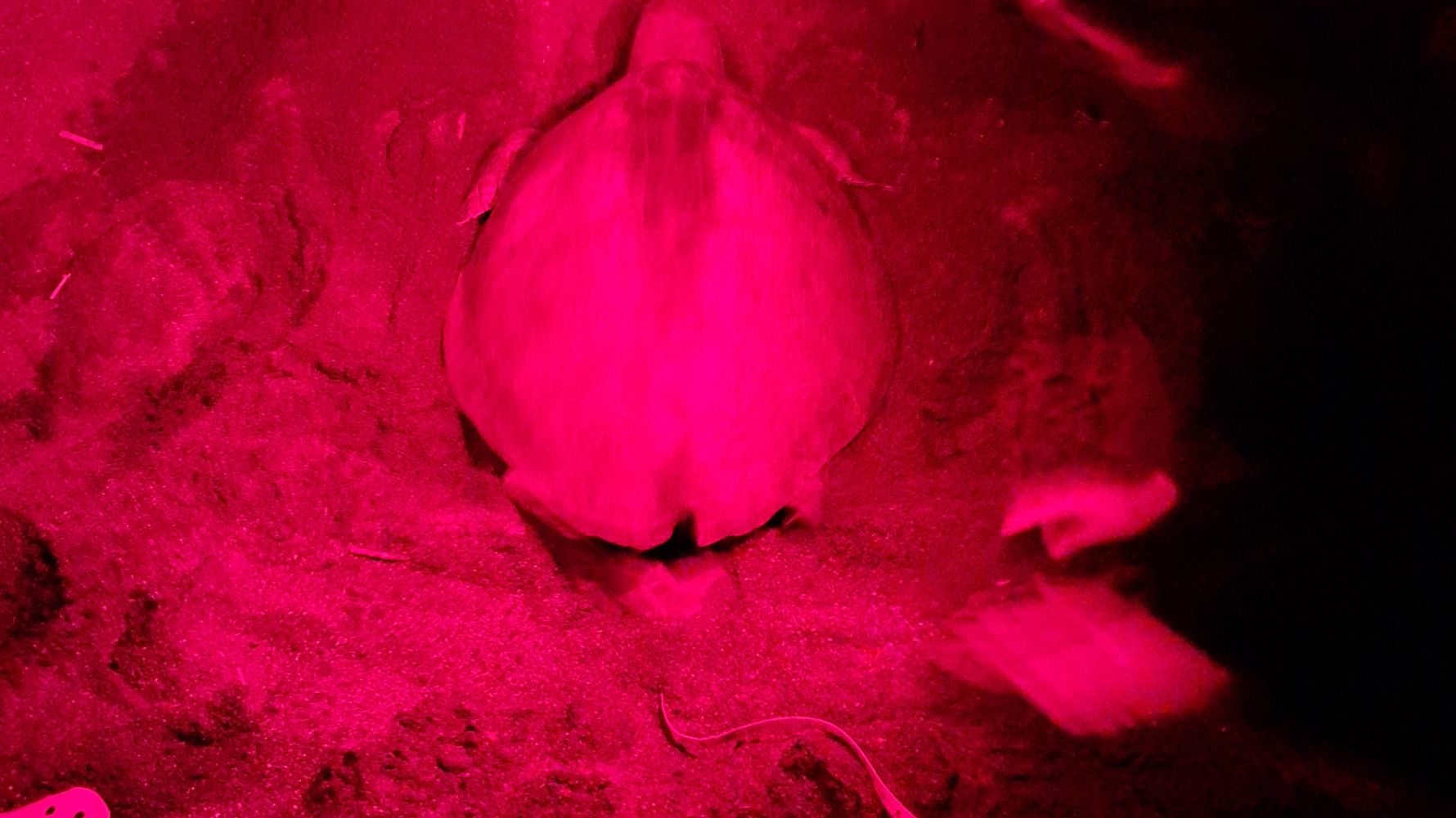 natucate-review-costa-rica-turtle-amelie-turtle-night