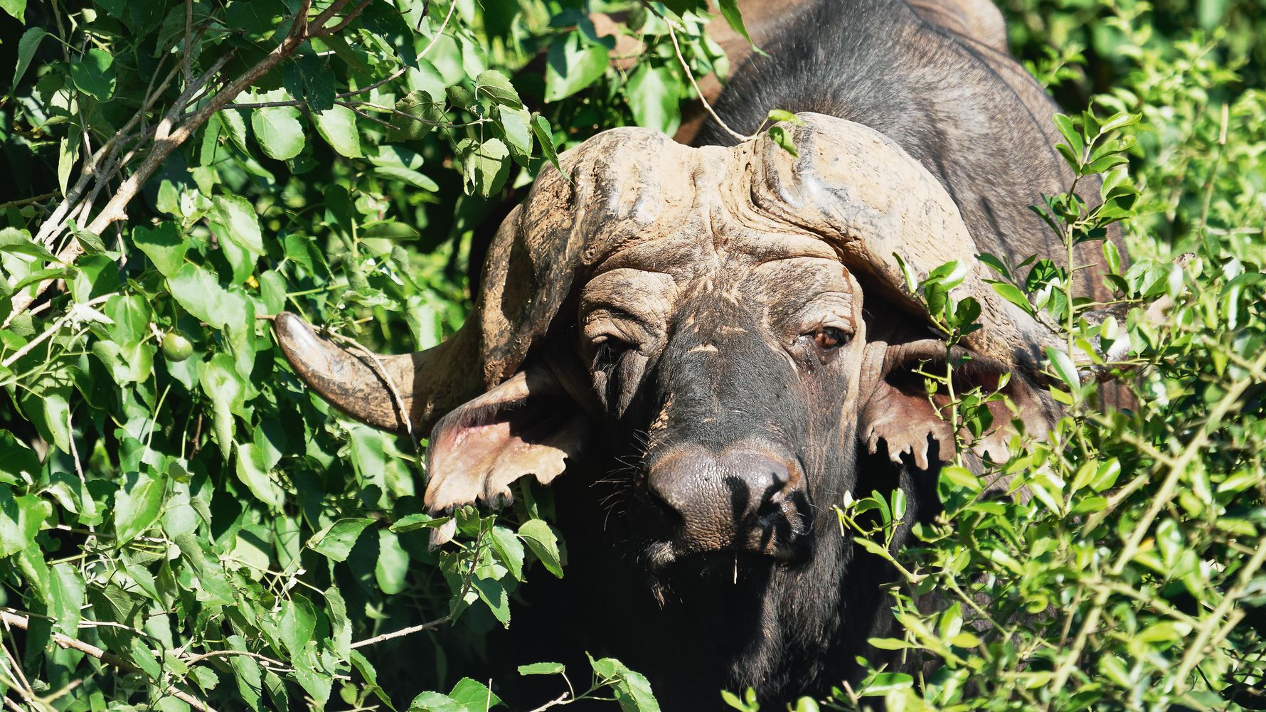 erfahrungsberichte-makuleke-rangerausbildung-wasserbueffel-natucate