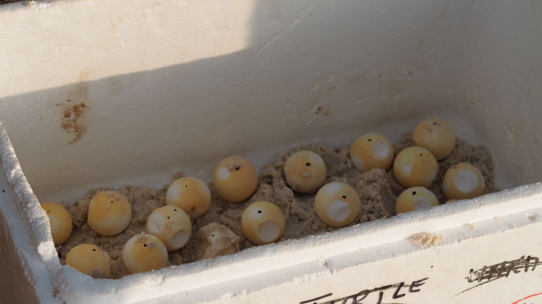 freiwilligenarbeit-seychellen-erfahrungsbericht-schildkroeteneier-artenschutz-natucate